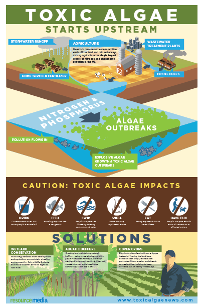 Toxic Algae Infograph